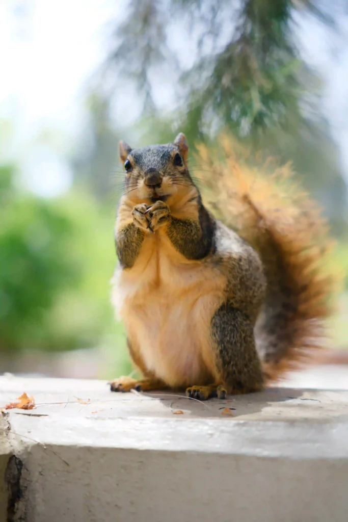 Fresno State Squirrel A photo of a squirrel at Fresno State.